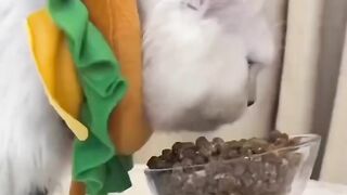 hungry cat ????????????????????