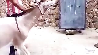 OMG ???????? unbelievable Donkey ????????