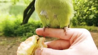 Green parrot