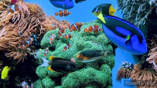World Famous fish