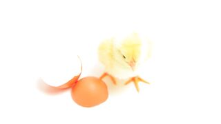 Chick