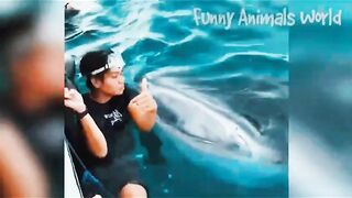 Funny video, pets funny video,cats funny video