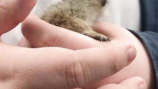 Funny Animal - Best Of The 2021 Funny Animal Videos - TRY NOT TO LAUGH!