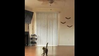 Cats on the Chandelier Compilation