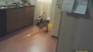 Cutest Cat Compilation: Balloon Battles & Bloopers
