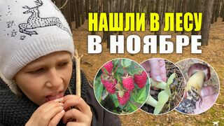По Грибы В Ноябре (21).  Грибы 2021. Малина, гора, хижина