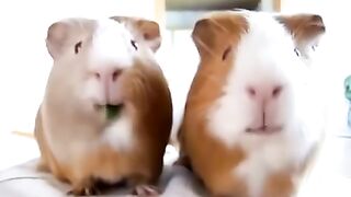 two guinea pig eat grass so cute