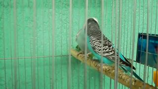 australian parakeet mating