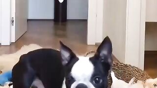 Funny Dog - Best Of The 2021 Funny Dog Videos - TRY NOT TO LAUGH!