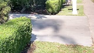 Funny Dog - Best Of The 2021 Funny Dog Videos - TRY NOT TO LAUGH!