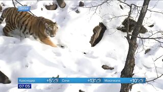 Впервые за последние полвека в Якутии обнаружили следы амурского тигра.
