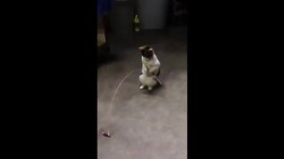 CUTE and FUNNY Cat Videos That Will Make You Laugh All Day Long 