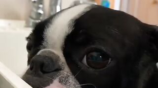Funny Dog - Best Of The 2021 Funny Dog Videos - TRY NOT TO LAUGH!