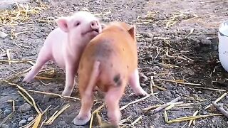 Funny Pigs - Best Of The 2021 Funny Animal Videos - TRY NOT TO LAUGH!