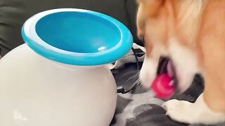 Funny Dog - Best Of The 2021 Funny Dog Videos - TRY NOT TO LAUGH!