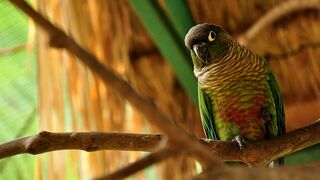 Funny greenchick parrot, parakeet