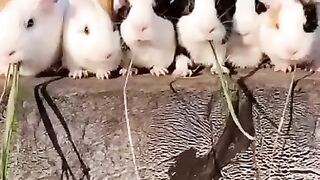 The guinea pigs eating in line are cute!