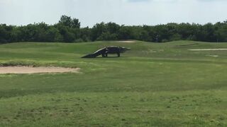 Огромный аллигатор выполз на поле для гольфа