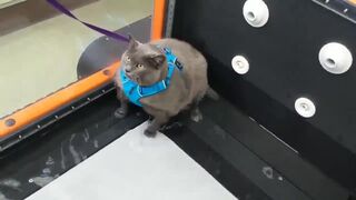 Сами худейте