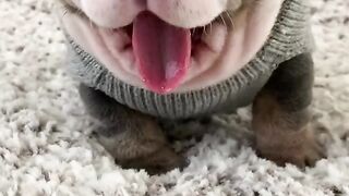 Cute Puppy - Best Of The 2021 Funny Dog Videos - TRY NOT TO LAUGH!