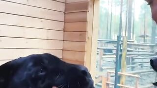 beautiful and dangerous animal