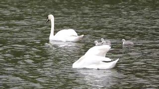 Swans