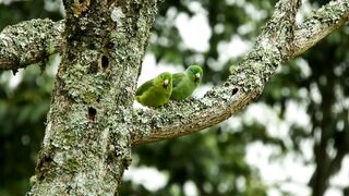 Parrots || chearing || proots pairn
