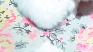 Cute cat baby ❤???? kitten baby ❤????