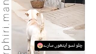 New Funny video dogs is a funny 2022