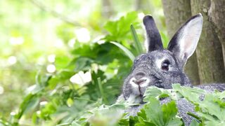 Rabbit