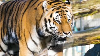 4k geography|| tiger|| dangerous