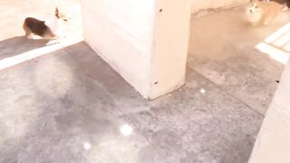 Dogs funny video