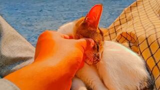 Cat daily life