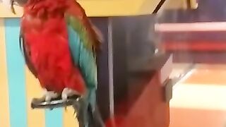 Beautiful and Colourful Parrots Birds in Giga Mall Islamabad