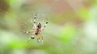 Spider|| build home|| forest spider