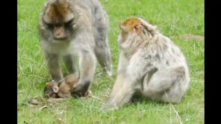 Monke nice viral video
