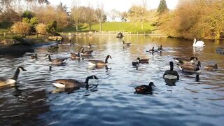 Swans in water