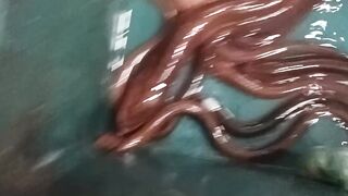 Ikan belut Malaysia like snake ????