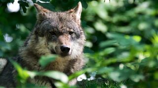 Wolf ????
