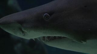 Baby shark|| dangerous|| life under water