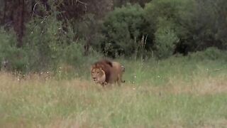 Lion Leopard Video Animal