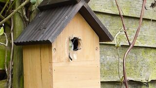Wood cutting Bird