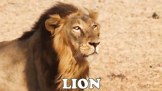 Tiger Lion Animal Video