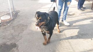 Dog Show
