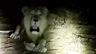 Lion found on my way