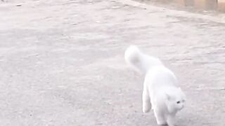 Beautiful Cats #catslover ????❤️????