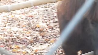 Pony Horse