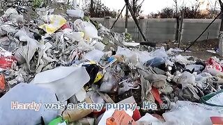 Hardy's story - Wolf howling stray puppy looking for mom was rescued from the dump/ Full Video