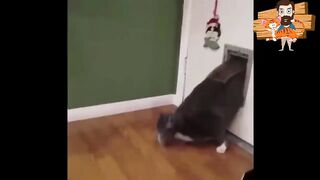 FUN WITH CATS! funniest voice acting