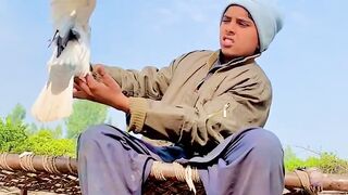 Roller Pigeon #shorts #shortvideo